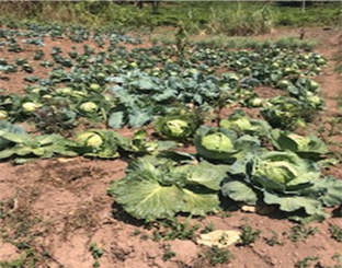 New crops being grown on the land