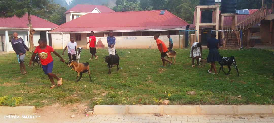 goat day