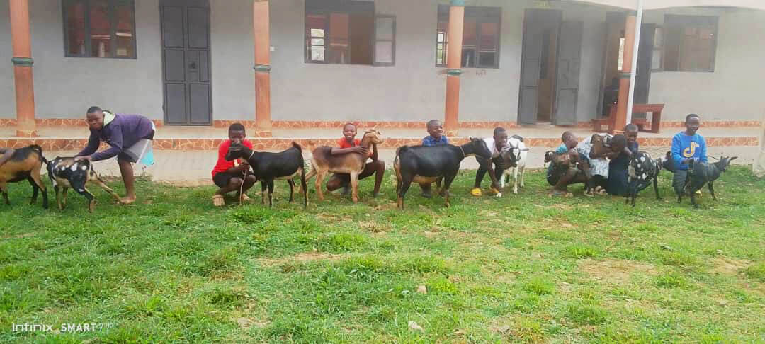 goat day