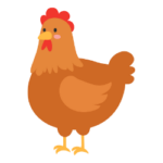 chicken